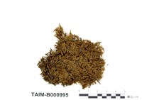 藏品(腐木苔屬)的圖片